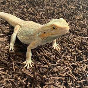 Meet your Posher, Grace